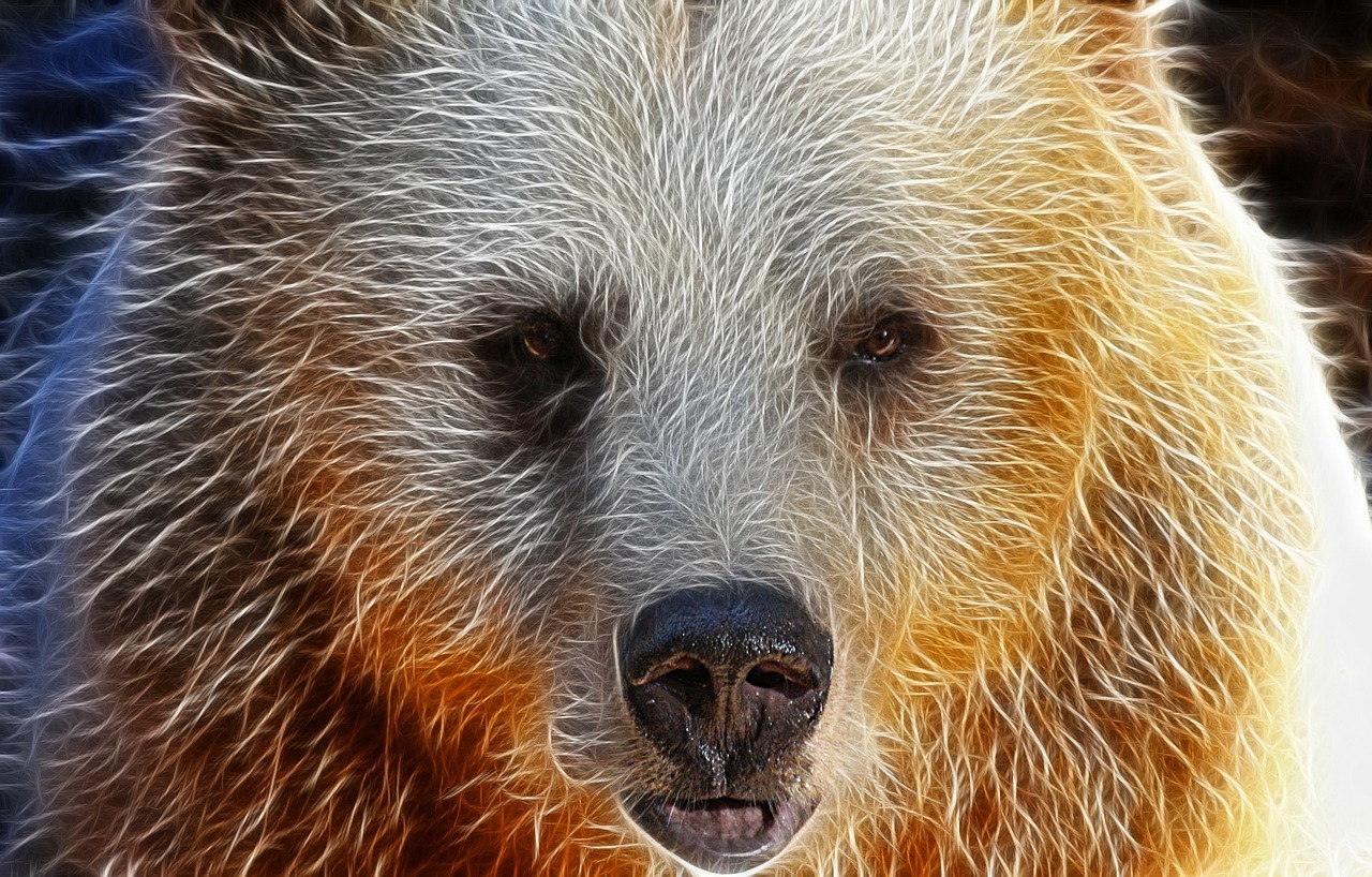 bear-90479_1280