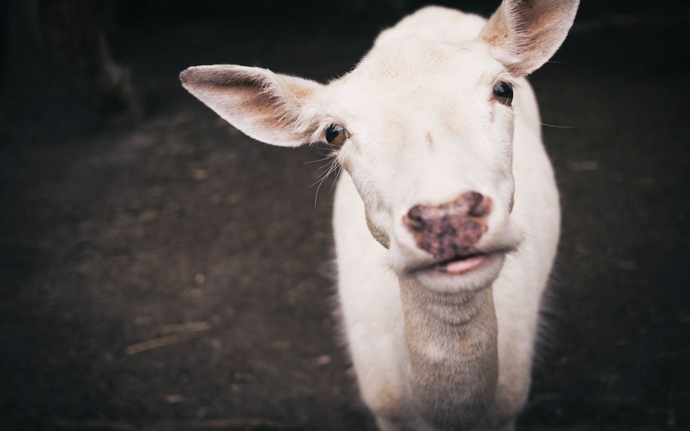 gente del web, asocialman, title perfetto.