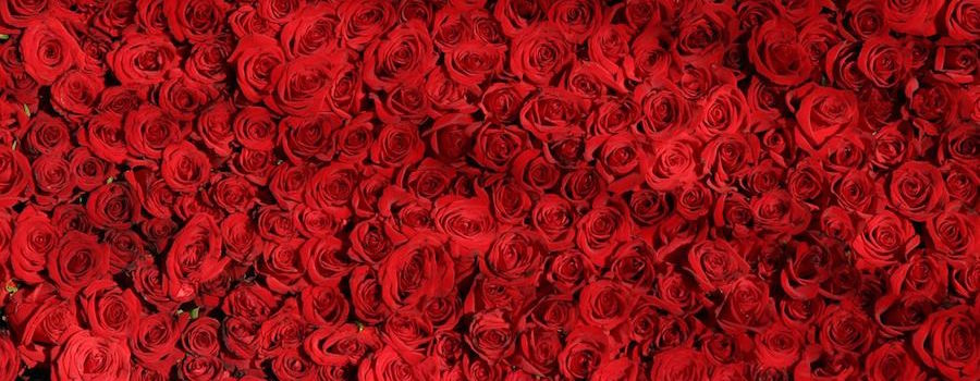 rose 374318 1280 compressor